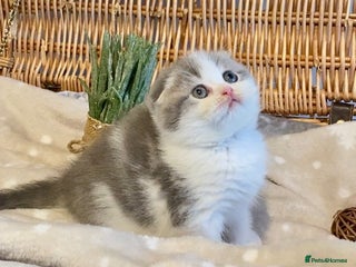 Scottish Fold cats 🧸😻CHAMPION LINE TICA ACTIVE SCOTTISH/BSH😻🧸 - Advert 5