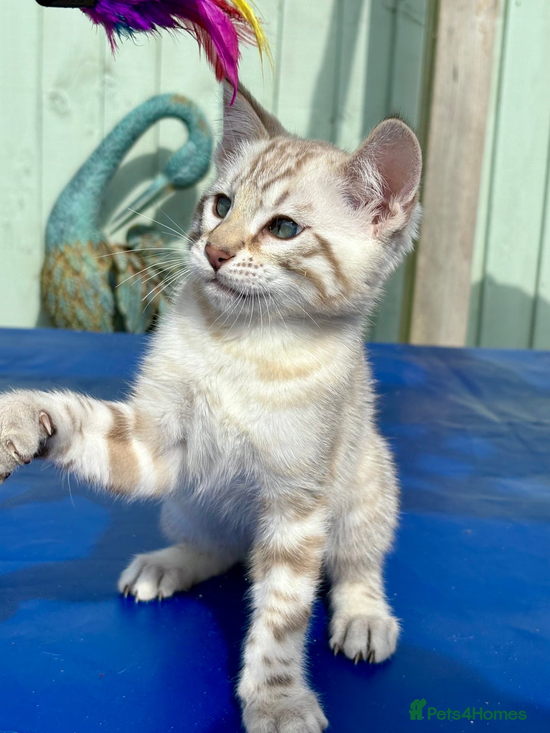 Savannah cats for sale: Superb snow leopard boys - Image 5