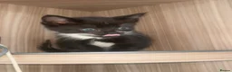 Mixed Breed cats for sale: Ready to leave  - Advert 6