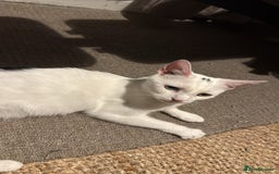 Domestic Shorthair cats for sale: Brother and sister  - Image 5