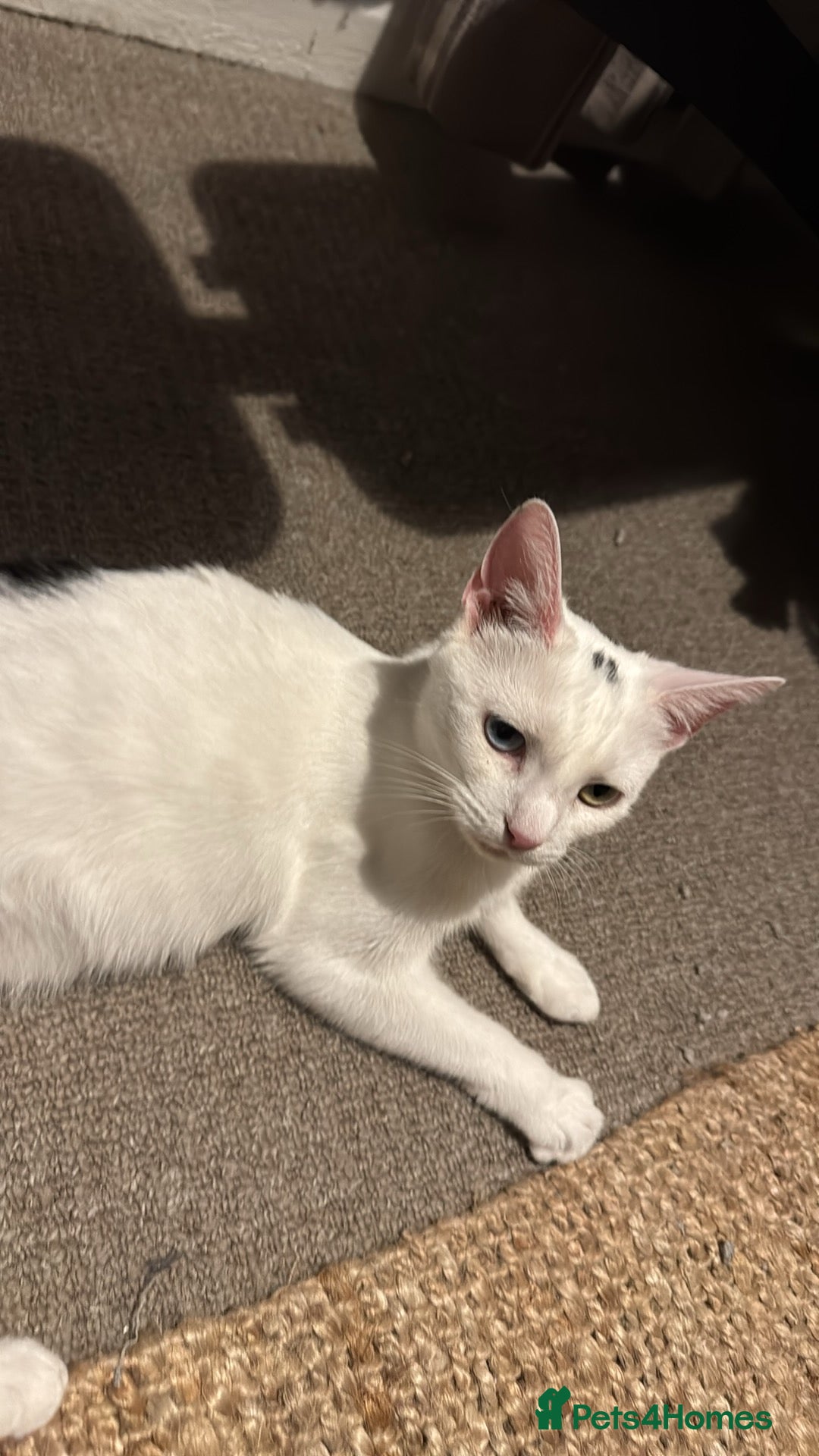 Domestic Shorthair cats for sale: Brother and sister  - Image 5