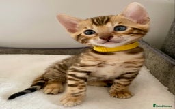 Bengal cats for sale: ⭐️ 1 LEFT!! - STUNNING TICA REG BENGAL CUBS ⭐️ - Image 11
