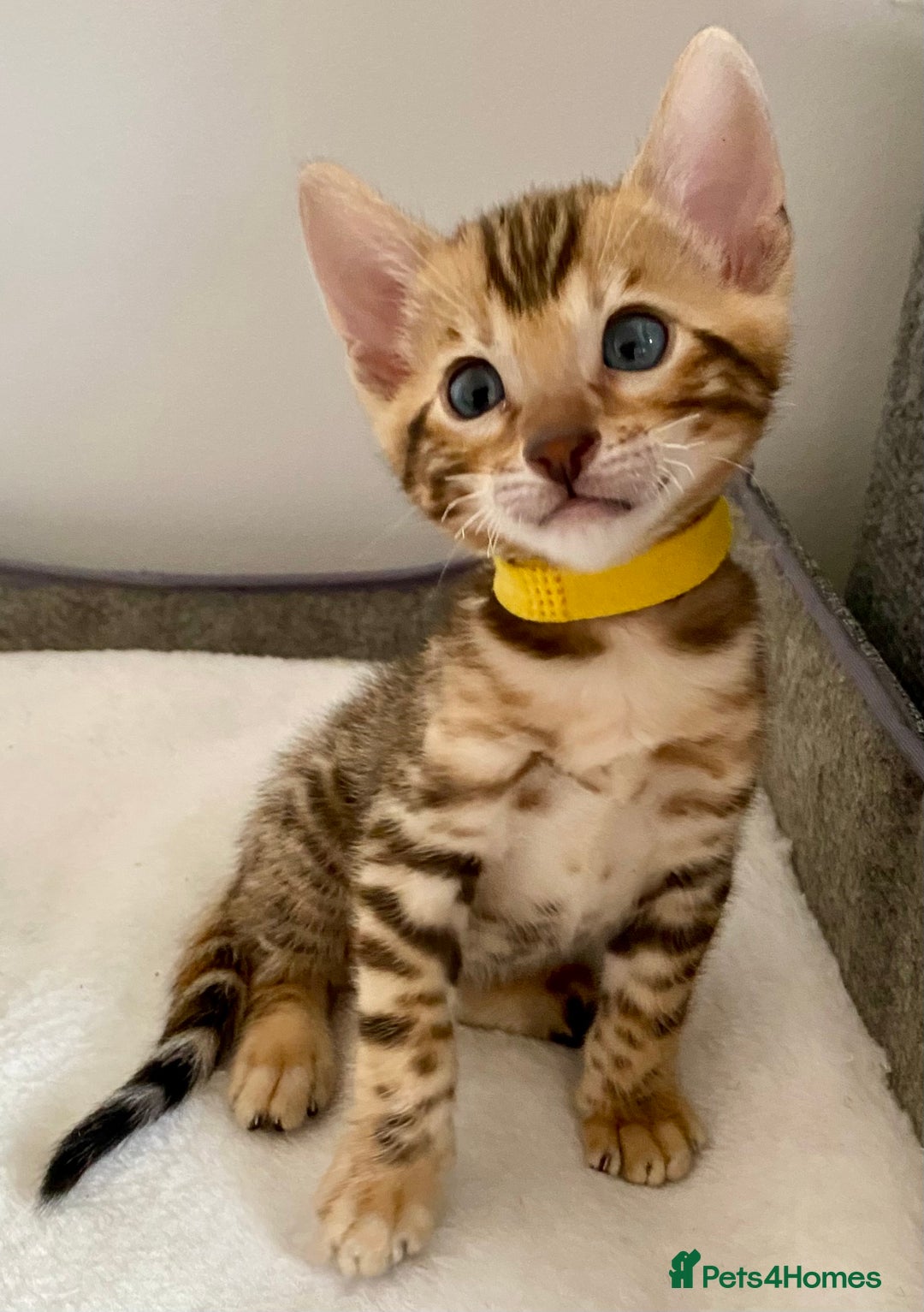 Bengal cats for sale: ⭐️ 1 LEFT!! - STUNNING TICA REG BENGAL CUBS ⭐️ - Image 11