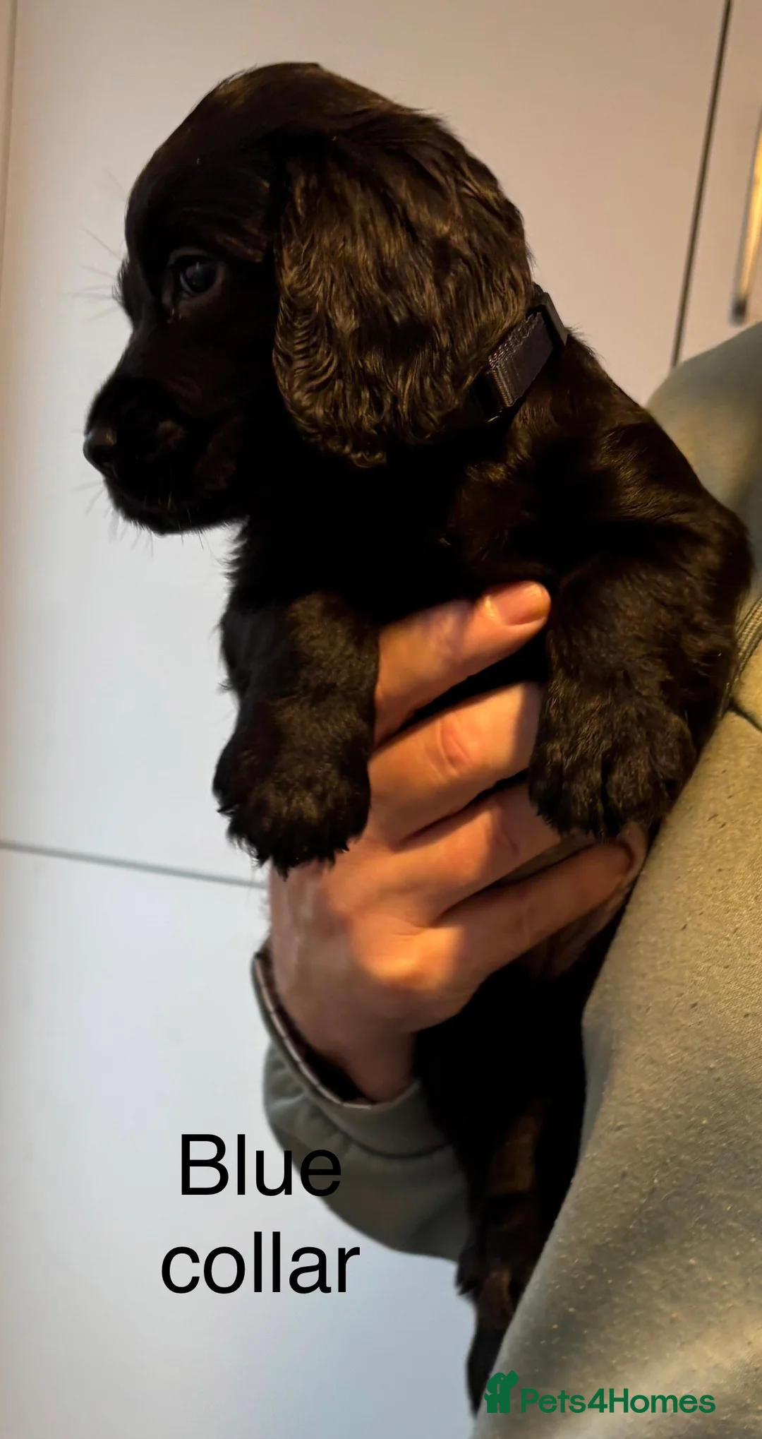 Cocker Spaniel dogs for sale: Cocker Spaniel Puppies  - Advert 15