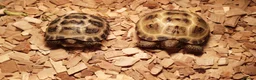 Tortoise reptiles for sale: Baby horsefield tortoise  - Advert 3