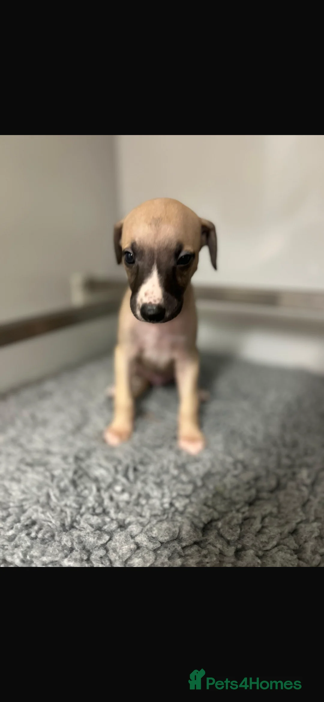 Whippet dogs for sale: KC REGISTERED WHIPPETS  in Liverpool - Advert 22