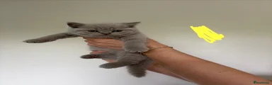 British Shorthair 5