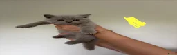 British Shorthair cats for sale: Real British Shorthair Kittens  - Advert 6