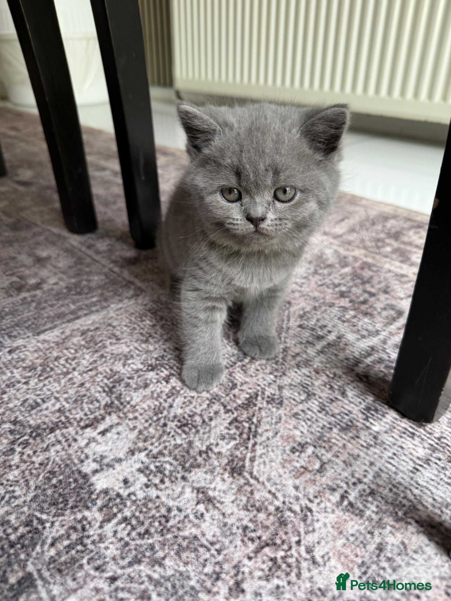 Scottish Fold cats for sale: Beautiful Scottish Fold Kittens Ready From 10/06 in Leatherhead - Advert 4