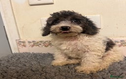 Cockapoo dogs for sale: Gorgeous F2b show type Cockapoo babies blue merles - Image 3