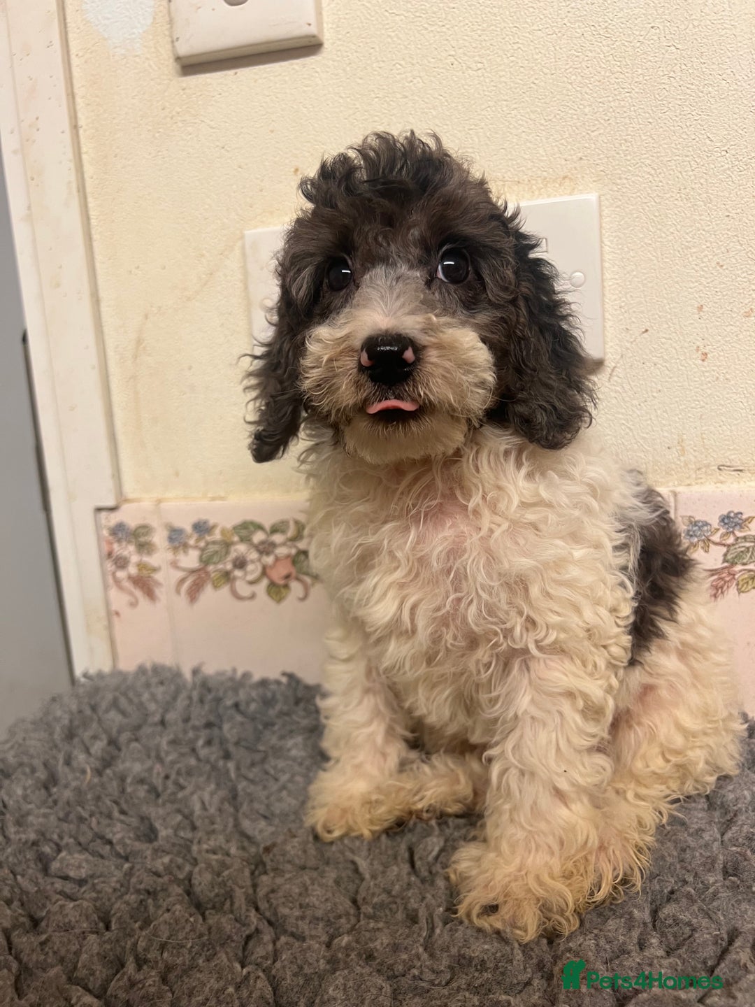 Cockapoo dogs for sale: Gorgeous F2b show type Cockapoo babies blue merles - Image 3