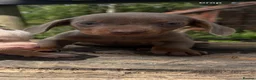 Dachshund dogs for sale: Beautiful Dachshund Boys! - Advert 9