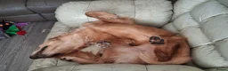 Golden Retriever dogs for sale: Beautiful Holly - Advert 3