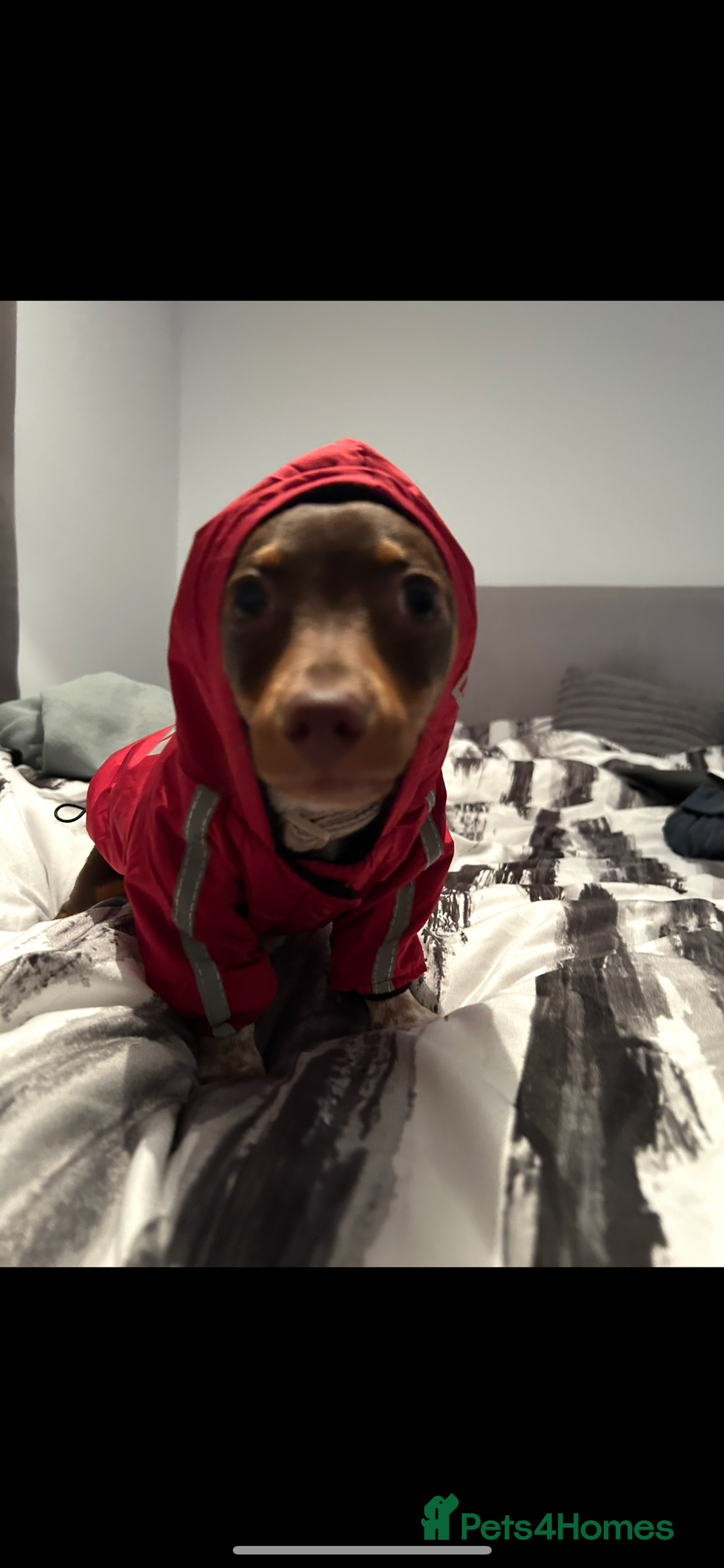 Mixed Breed dogs for sale: Ozzie (aka Weenie) - Miniature Dachshund Cross  - Image 8