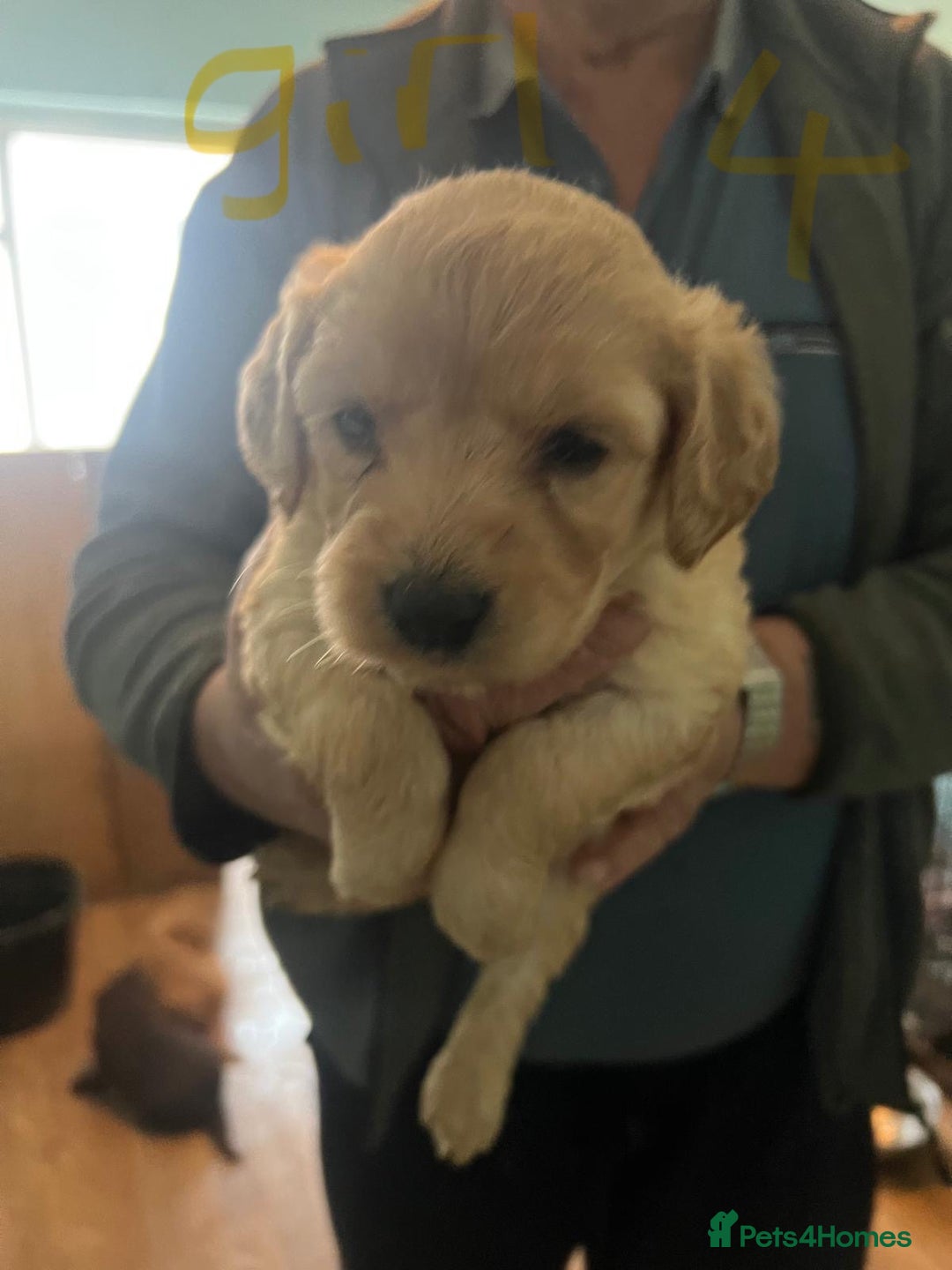 Labradoodle dogs for sale: Labradoodle puppies for sale  - Image 9