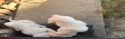 Golden Retriever dogs for sale: White retriever ( golden retriever) - Advert 8