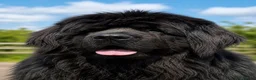 Newfoundland dogs for stud: Newfoundland stud - Advert 5
