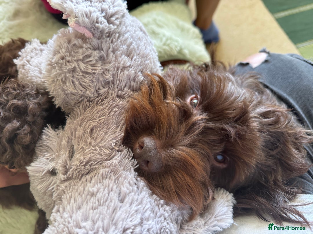 Cockapoo dogs for sale: Gorgeous Cockerpoo F1b - Image 31