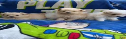 Pomapoo dogs for sale: Pomapoo puppies  - Advert 5