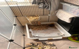 Mini Lion Lop rabbits for sale: 1 Year Old Neutered Male Mini Lionhead Rabbit  - Image 11