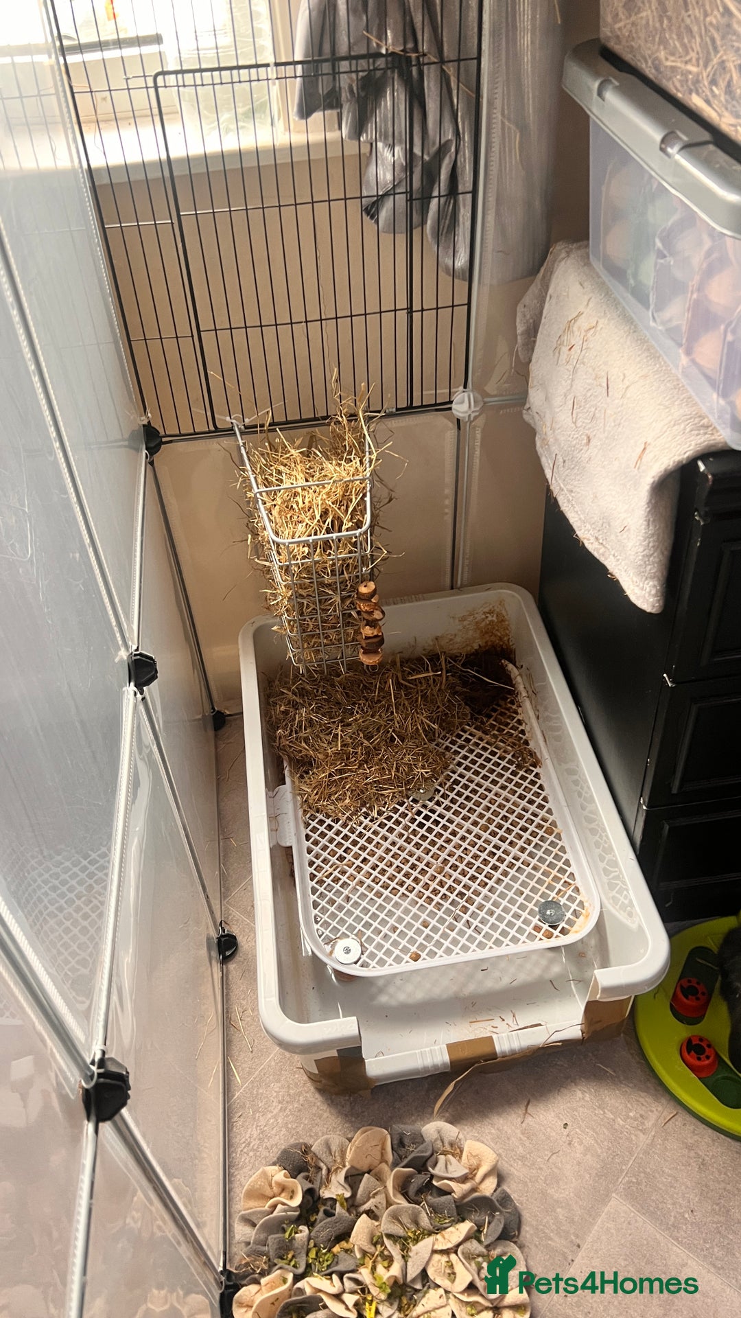 Mini Lion Lop rabbits for sale: 1 Year Old Neutered Male Mini Lionhead Rabbit  - Image 11