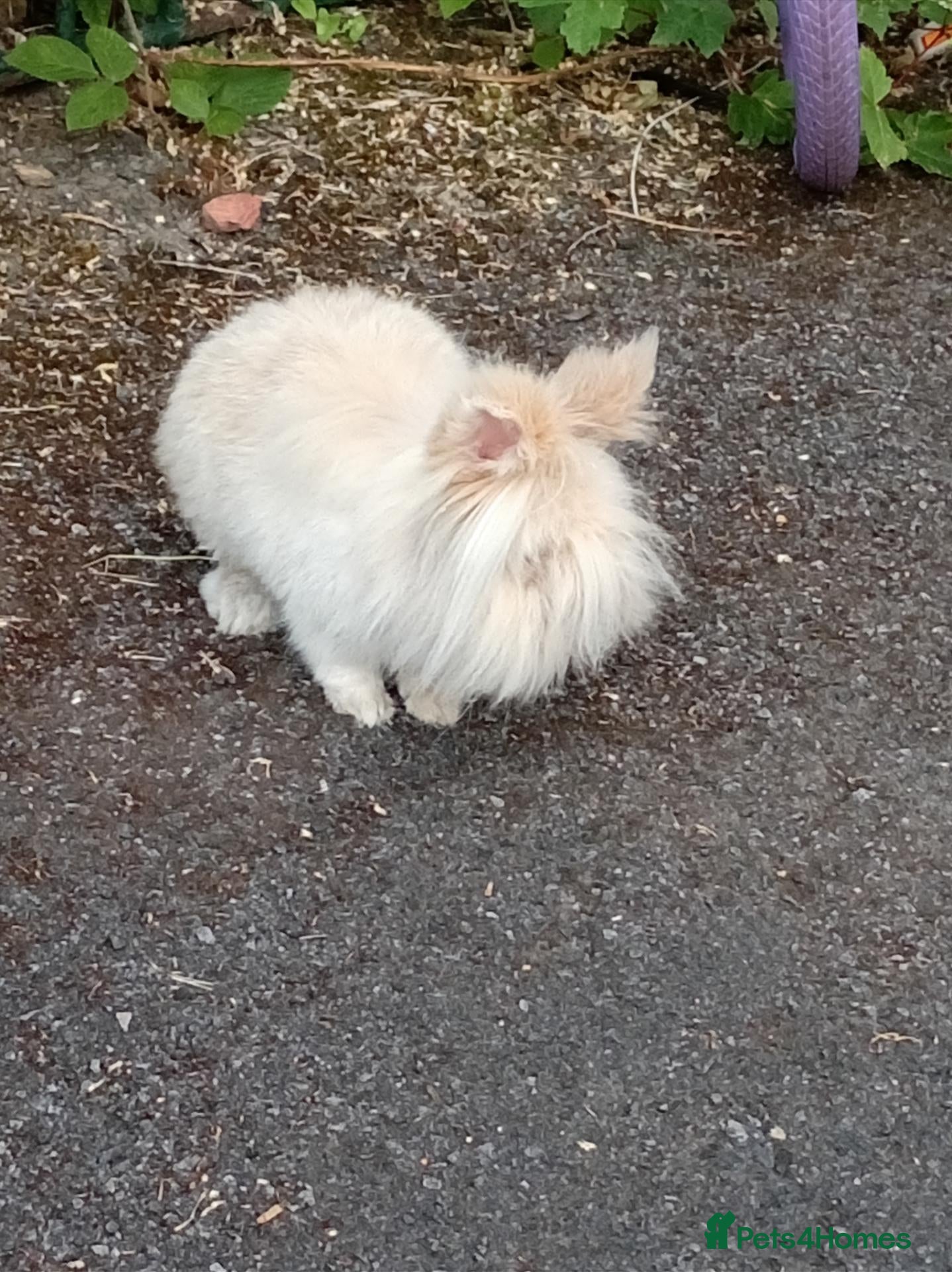 Lionhead rabbits Male lion head - Advert 10