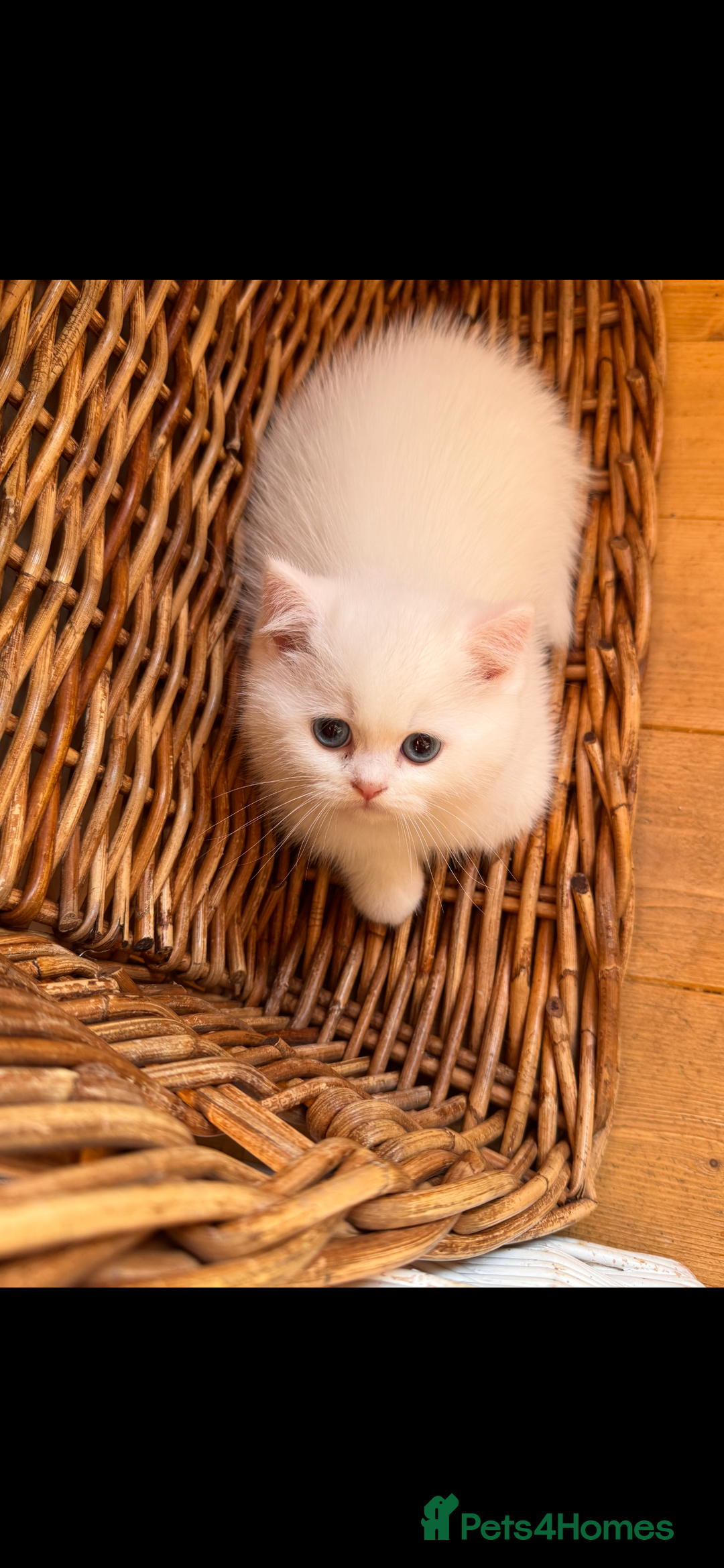 British Shorthair cats for sale: Adorable Pure White British Short Hair Kittens! - Advert 3