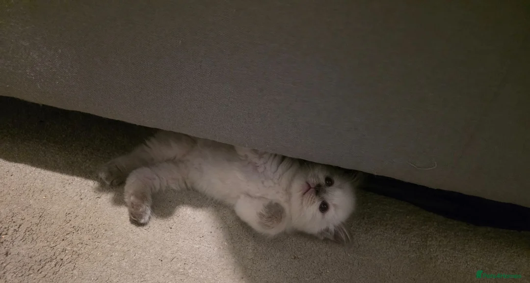Ragdoll cats for sale: Ragdoll kittens  - Advert 10