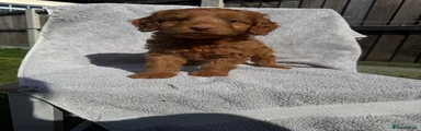 Cockapoo Puppy 5