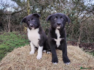 Border Collie dogs Border Collie Puppies Top Quality! - Advert 2