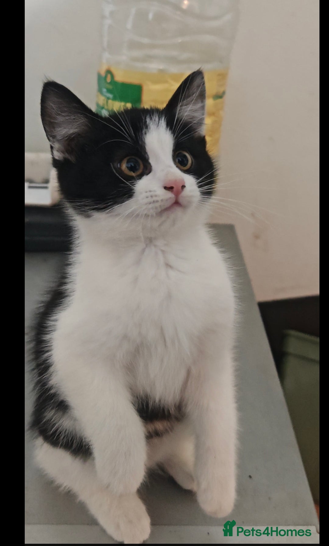 Mixed Breed cats for sale: 🐾 Two Beautiful Male Kittens Available –  –  - Advert 10