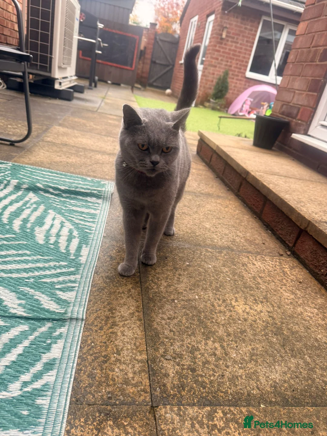 Mixed Breed cats for sale: British Shorthair Cross - Advert 14