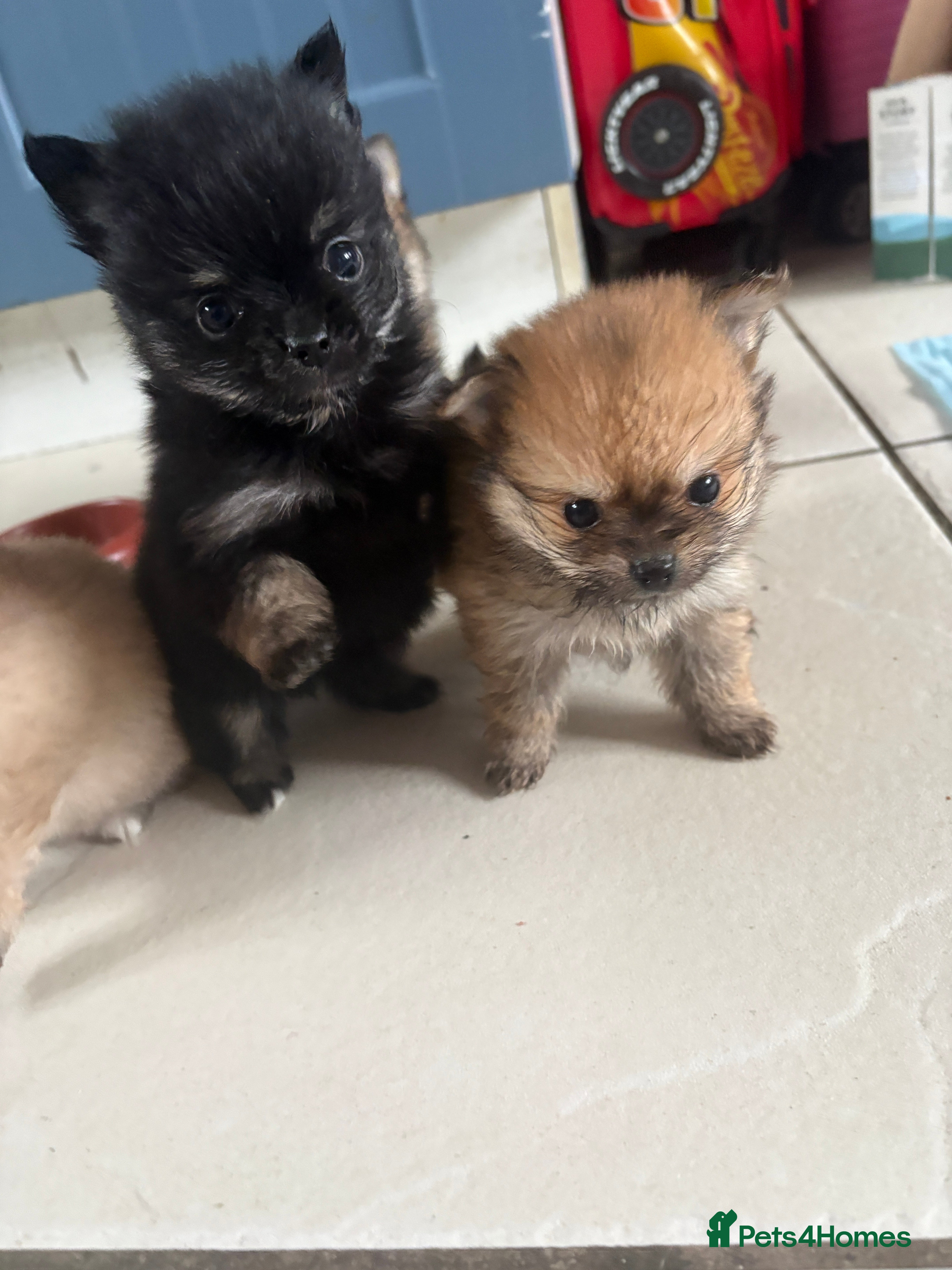 Pomchi dogs 4 Beautiful pomchis 🐶🐾 - Advert 3