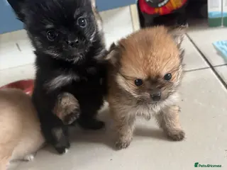 Pomchi dogs 4 Beautiful pomchis 🐶🐾 - Advert 3