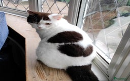 British Shorthair cats for sale:  GCCF CH lines. Beautiful boy(odd eyes) and girl. - Image 8