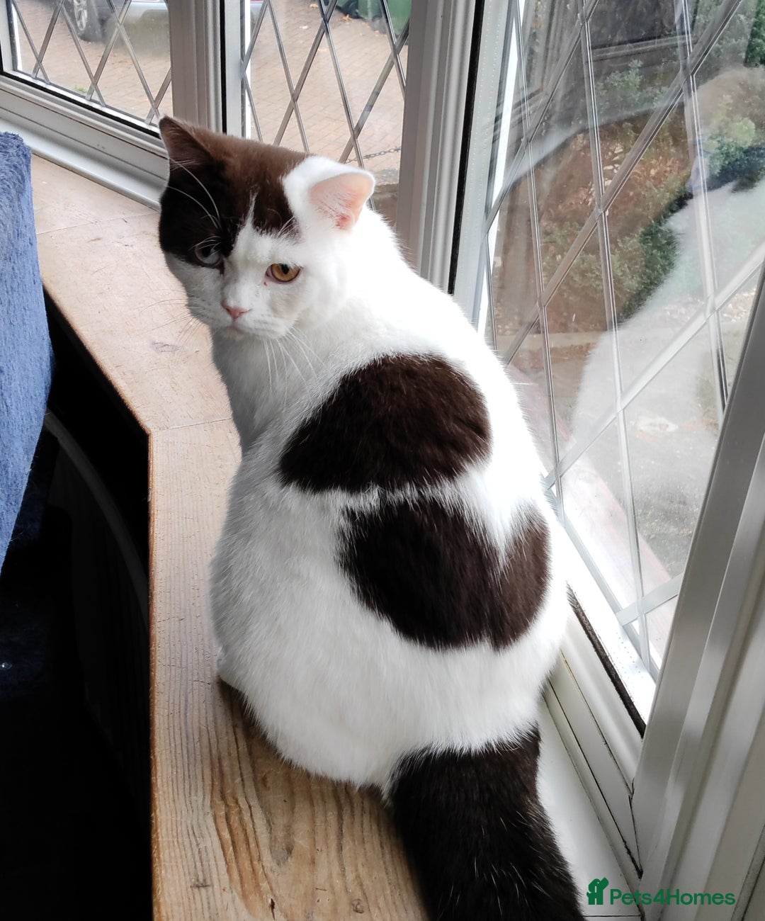 British Shorthair cats for sale:  GCCF CH lines. Beautiful boy(odd eyes) and girl. - Image 8