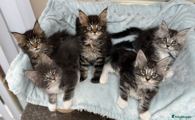 Maine Coon cats - Advert 10
