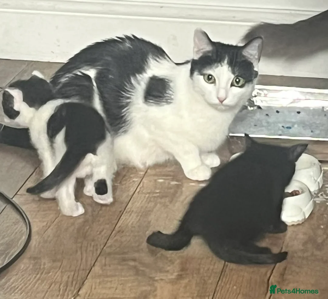 Mixed Breed cats for sale: Beautiful playful kittens  - Advert 2