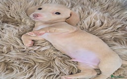 Miniature Dachshund dogs for sale: Miniature cream dachshund - Image 26