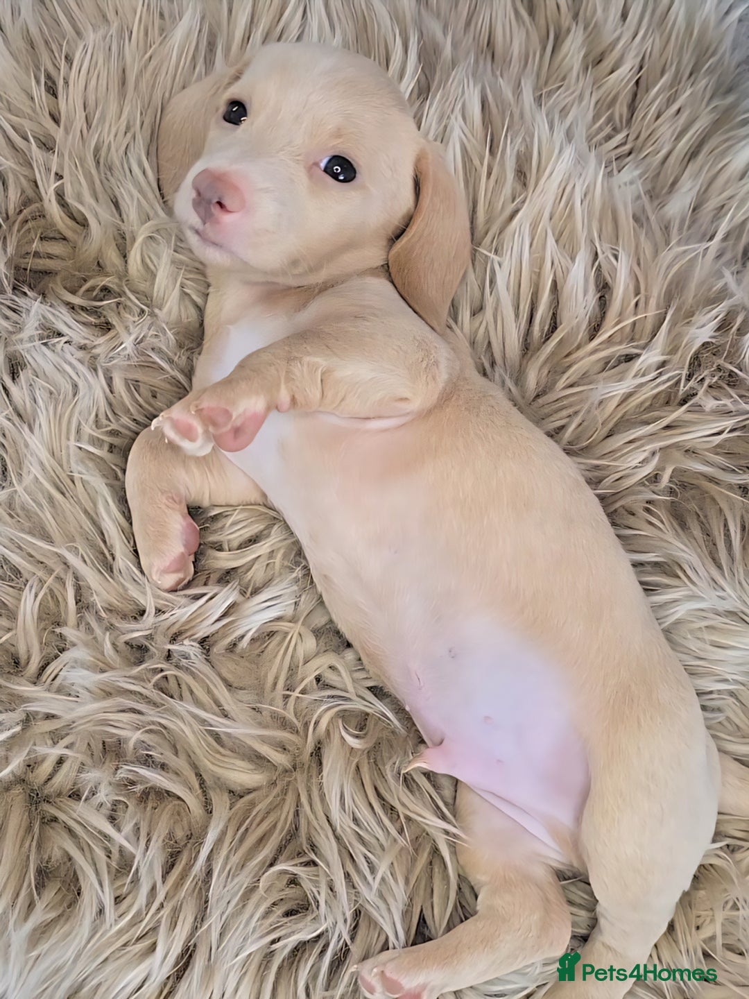Miniature Dachshund dogs for sale: Miniature cream dachshund - Image 26