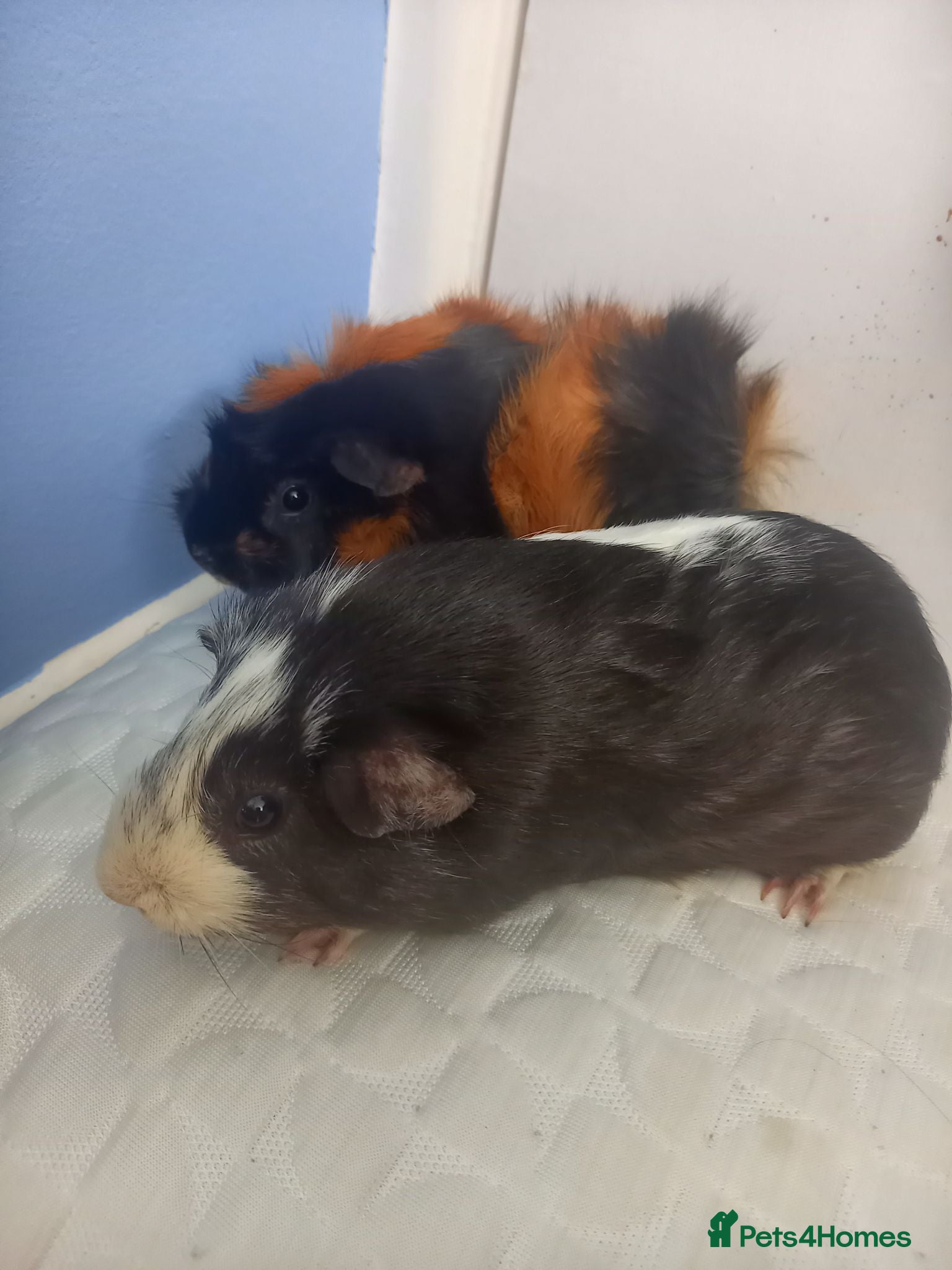 Guinea Pig rodents 2 sweet young girl guinea pigs Newton Abbot - Advert 1