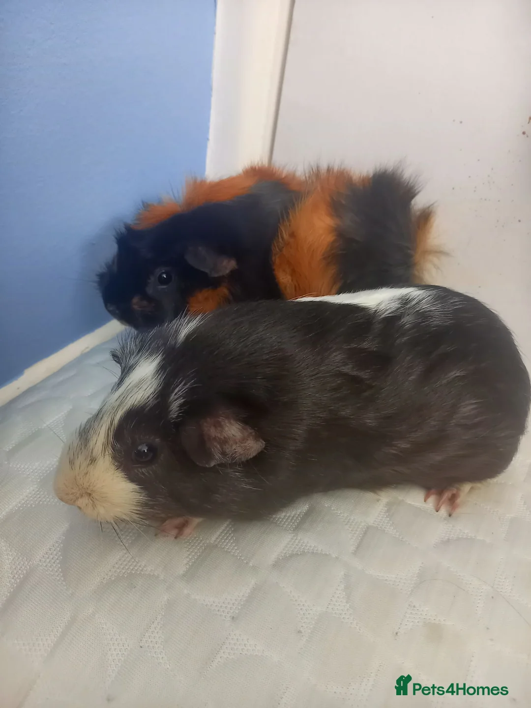 Guinea Pig rodents for sale: 2 sweet young girl guinea pigs Newton Abbot in Newton Abbot - Advert 1