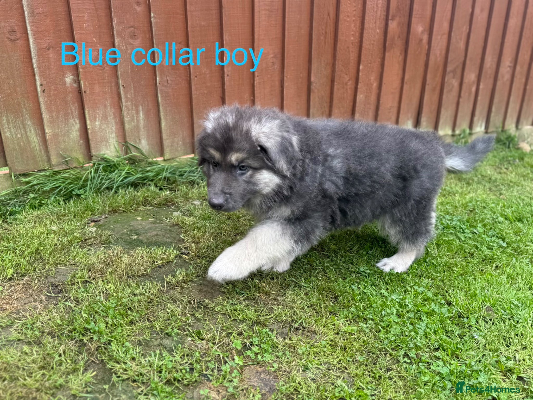 German Shepherd dogs RARE BLUE GERMAN SHEPHERD PUPPIES KC - Advert 2