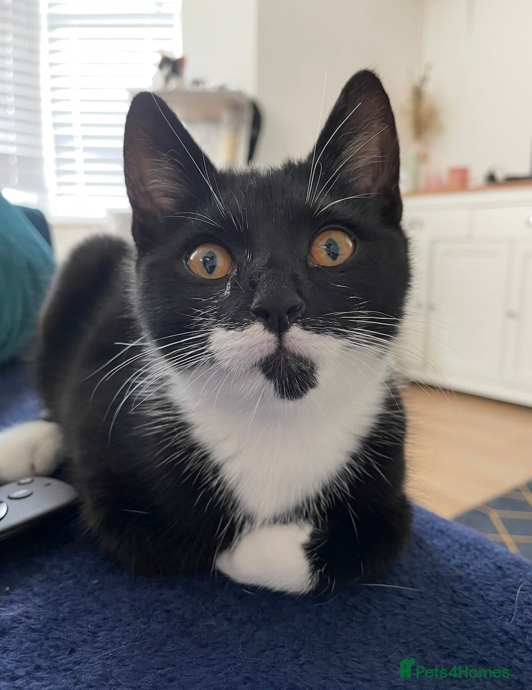 Mixed Breed cats for sale: sweet 2 y/o boy looking for forever home - Image 3