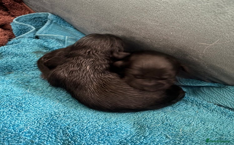 Labrador Retriever dogs Black Labrador puppies in time for  **   - Advert 2