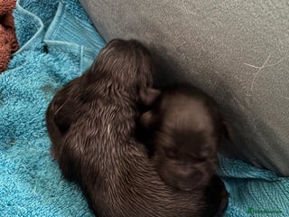 Labrador Retriever dogs Black Labrador puppies in time for ** - Advert 10