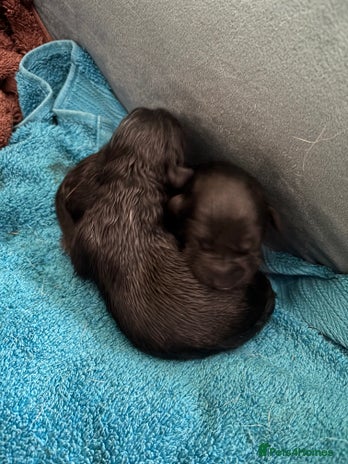 Labrador Retriever dogs Black Labrador puppies in time for ** - Advert 2
