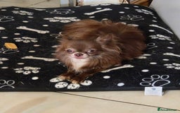 Chihuahua dogs for stud: Chihuahua for STUD - Image 3