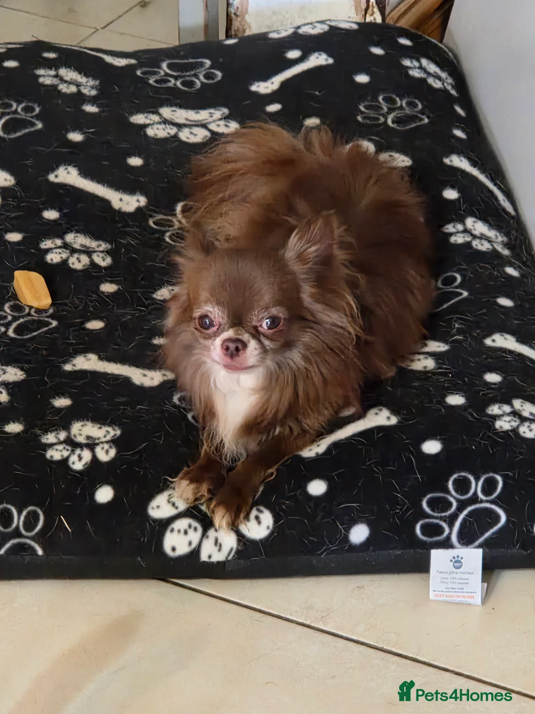 Chihuahua dogs for stud: Chihuahua for STUD - Advert 3