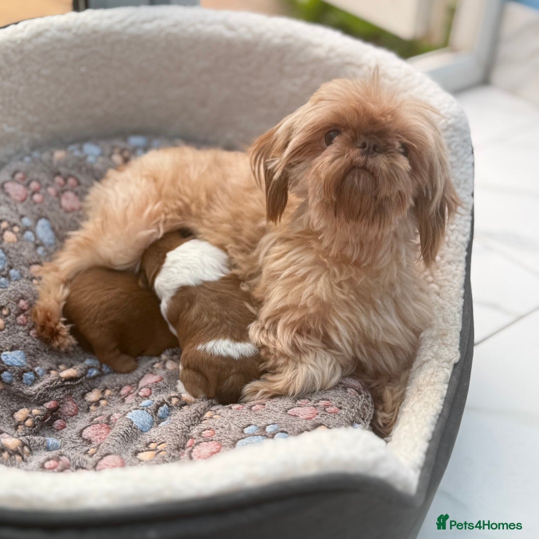 Shih Tzu dogs for sale: Doll face shih tzu tri colour puppy’s  - Image 17